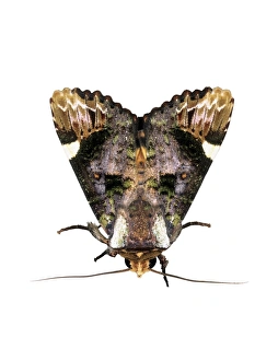 Owlet Moth Impressions: Owlet moth