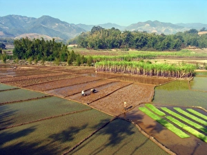 Rice Cultivation Process Impressions: Paddy fields