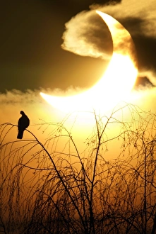 Partial Solar Eclipse Impressions: Partial solar eclipse, January 2011