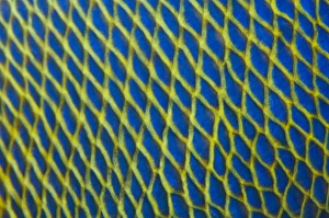 Maldives Marine Life Impressions: Pattern detail of fish scales