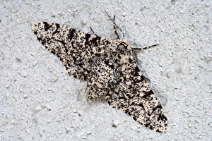 Camouflage In Nature Impressions: Peppered Moth