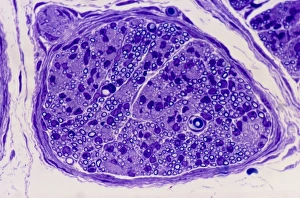 Nerve Cell Structure Impressions: Peripheral nerve, light micrograph