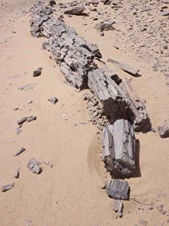 Petrified Tree Trunk Impressions: Petrified Tree trunk, Libya