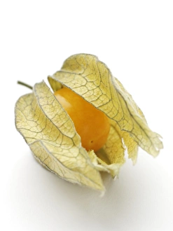 Cape Gooseberry Impressions: Physalis