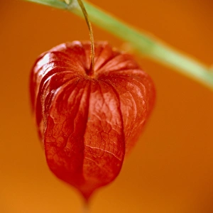 Cape Gooseberry Impressions: Physalis fruit