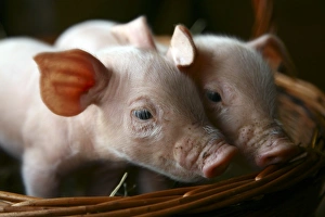 Piglet Photography Impressions: Piglets