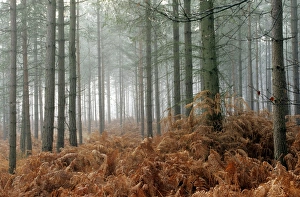 Misty Woodland Scene Impressions: Pine forest