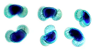 Light Micrograph Images Impressions: Pine pollen grains, light micrograph