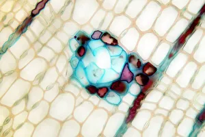 Images datées de 2012: Tronc de pin sous microscope à faible puissance lumineuse