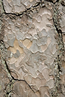 Coniferous Tree Bark Impressions: Pine tree bark
