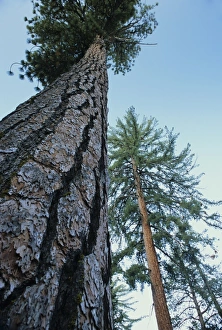 California Trees Impressions: Pine trees