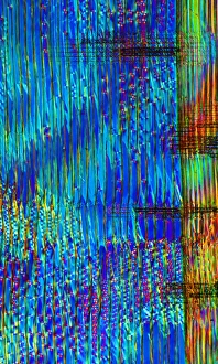 Polarised Light Microscopy Impressions: Pine wood structure, light micrograph