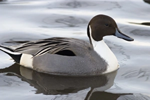 Pintail Duck Impressions: Pintail
