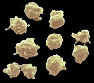 Blood Clot Formation Impressions: Platelets, SEM C016 / 3091