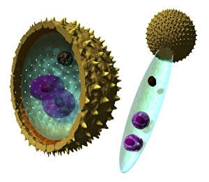 Pollen Grain Morphology Impressions: Pollen cell structures, artwork