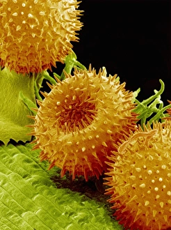 Pollen Grains Impressions: Pollination