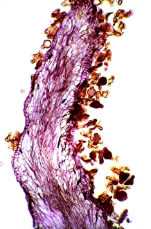 Plant Reproduction Biology Impressions: Pollination, light micrograph