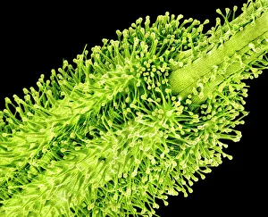 Coloured Scanning Electron Micrograph Impressions: Pollination, SEM