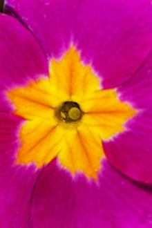 Flower Macro Photography Impressions: Polyanthus