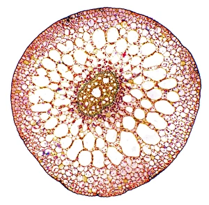 Light Microscope Images Impressions: Pondweed stem, light micrograph