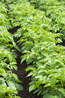 Vegetable Patch Impressions: Potato plants in a vegetable patch
