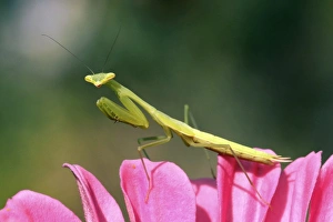 Praying Mantis Images Impressions: Praying mantis
