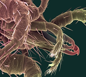 Scanning Electron Micrograph SEM Impressions: Predatory mite, SEM