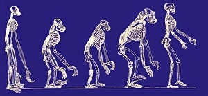 Images datées de 2006 mai: Évolution des primates