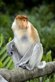 Borneo Wildlife Impressions: Proboscis monkey