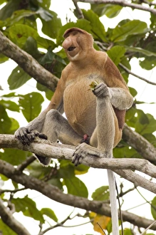 Images datées du 19 juin 2006: Singe proboscide.
