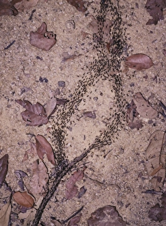 Malaysian Wildlife Photos Impressions: Processional termites