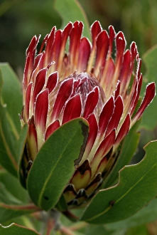 Botanical Photography Impressions: Protea flower