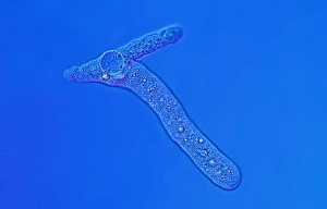 Light Micrograph Impressions: Proteus amoeba, light micrograph