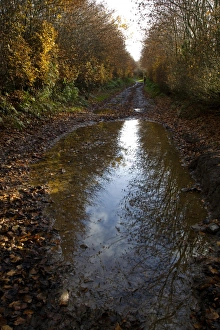 Fagus Sylvatica Photos Impressions: Puddle on a path