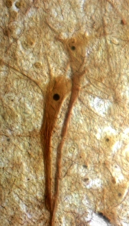 Neuron Structure Impressions: Pyramidal neurons, light micrograph