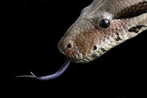 Images datées du 23 août 2007: Python