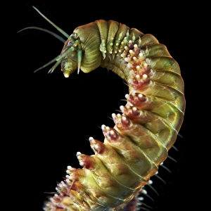 Annelid Worms Impressions: Ragworm C015 / 9357