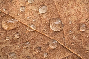 Raindrops On Leaves Impressions: Raindrops on a leaf