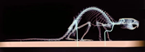 Images datées de 2004 décembre: Rat skeleton