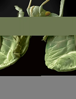 Impressions de Puce rouge. Micrographie électronique de scanement coloré (SEM) d'une puce rouge (famille Pyrrhocoridae), montrant son dessous. Cette famille d'insectes comprend plus de 300 espèces Images datées de 2008 avril: Puce rouge, SEM