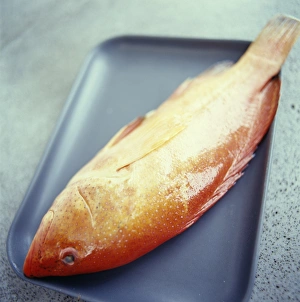 Impressions de Poisson rouget sur une assiette de four Images datées de 2004 août: Poisson rouget