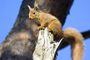 Red Squirrel Impressions: Red Squirrel