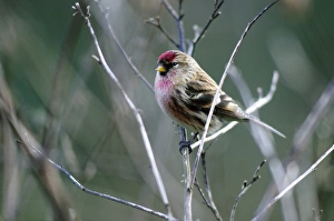 British Winter Birds Impressions: Redpoll