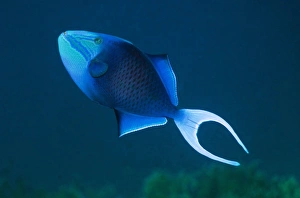 Andaman Sea Fish Impressions: Redtooth triggerfish