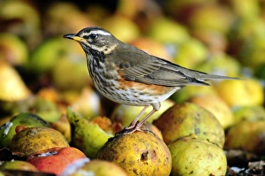 UK Wildlife Impressions: Redwing