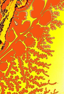 Light Micrograph Images Impressions: Resin patterns, light micrograph