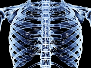 Rib Cage Structure Impressions: Ribcage, computer artwork