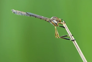 Insect Photography Poland Impressions: Robber fly