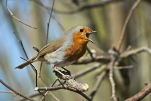 Erithacus Rubecula Impressions: Robin singing in a tree
