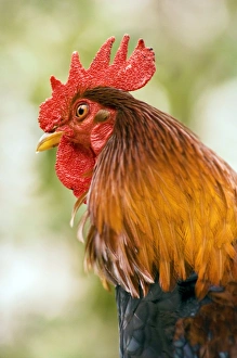 Bird Species Impressions: Rooster